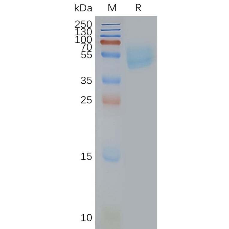 SDS-PAGE - Synthetic Nanodisc Human Adenosine Receptor A2a Protein (A318478) - Antibodies.com