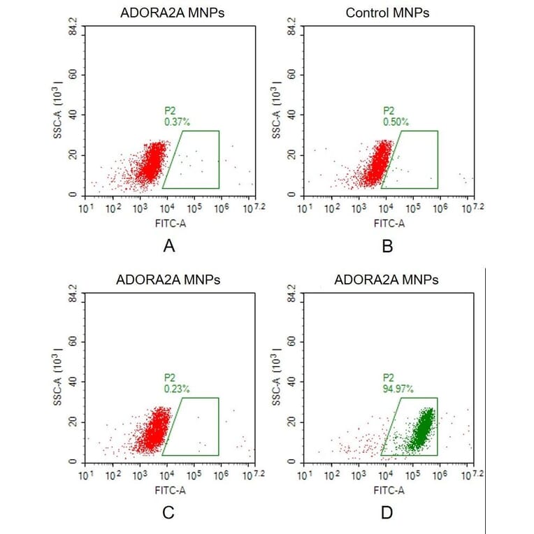 FACS - Synthetic Membrane Nanoparticle Human Adenosine Receptor A2a Protein (A318479) - Antibodies.com
