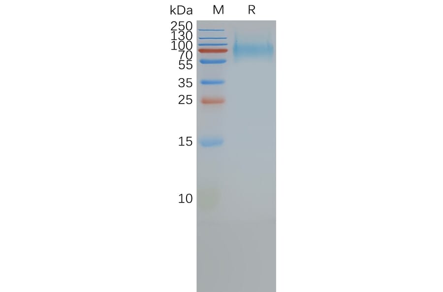 SDS-PAGE - Synthetic Nanodisc Human Somatostatin Receptor 2 Protein (A318484) - Antibodies.com