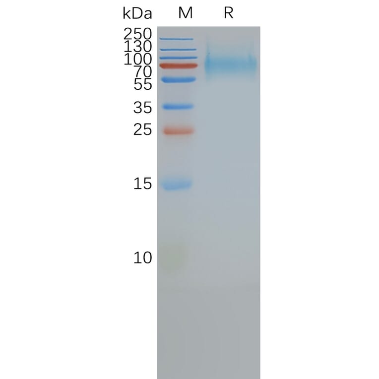 SDS-PAGE - Synthetic Nanodisc Human Somatostatin Receptor 2 Protein (A318484) - Antibodies.com