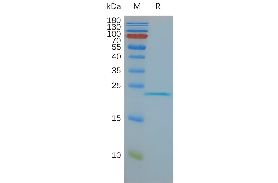 Synthetic Nanodisc Human Claudin 6 Protein (A318489) | Antibodies.com