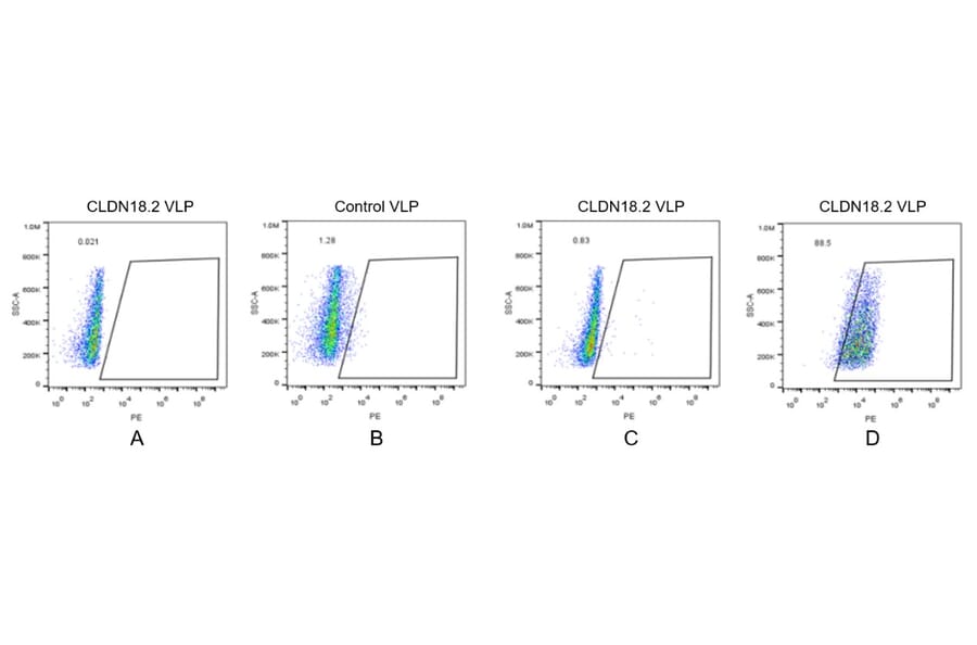 FACS - Synthetic Virus-like Particle Human Claudin18.2 Protein (A318490) - Antibodies.com