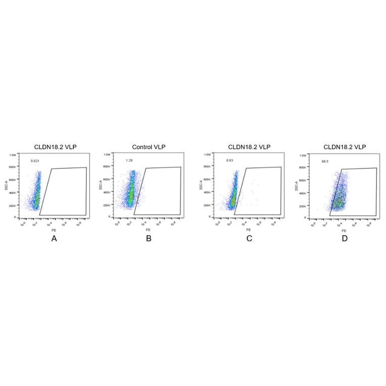 FACS - Synthetic Virus-like Particle Human Claudin18.2 Protein (A318490) - Antibodies.com