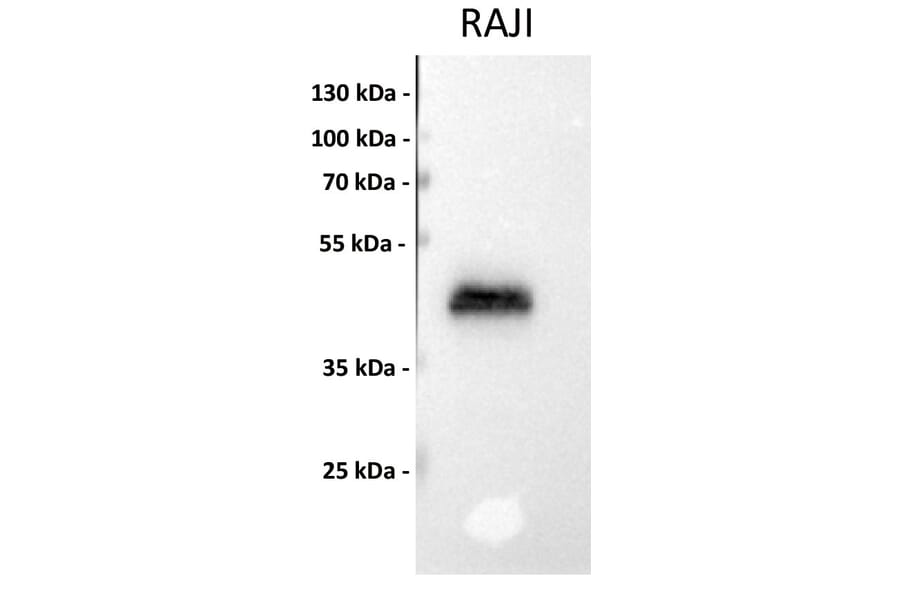 Western Blot - Anti-CD40 Antibody [DM100] - BSA and Azide free (A318605) - Antibodies.com