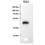 Western Blot - Anti-CD40 Antibody [DM100] - BSA and Azide free (A318605) - Antibodies.com