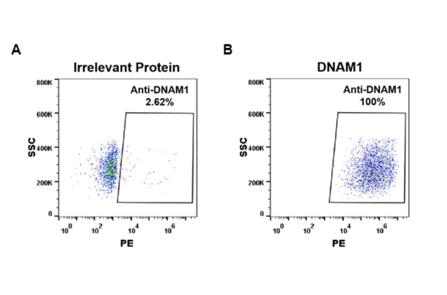 Flow Cytometry - Anti-CD226 Antibody [DM96] - Azide free (A318609) - Antibodies.com