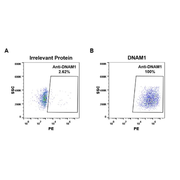Flow Cytometry - Anti-CD226 Antibody [DM96] - Azide free (A318609) - Antibodies.com