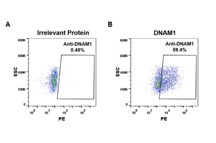 Flow Cytometry - Anti-CD226 Antibody [DM95] - Azide free (A318610) - Antibodies.com
