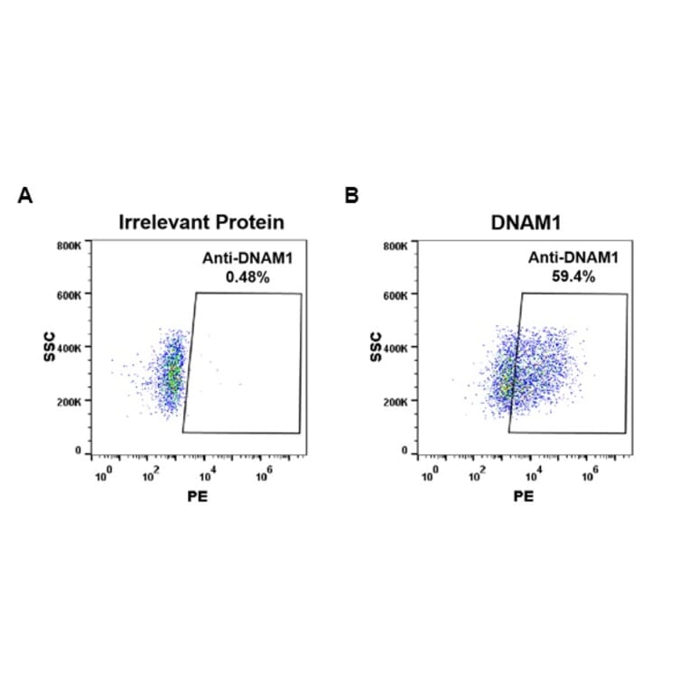 Flow Cytometry - Anti-CD226 Antibody [DM95] - Azide free (A318610) - Antibodies.com