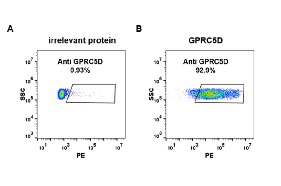 Flow Cytometry - Anti-GPCR GPRC5D Antibody [DM91] - Azide free (A318614) - Antibodies.com