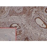 Immunohistochemistry - Anti-PSCA Antibody [DM87] - BSA and Azide free (A318620) - Antibodies.com
