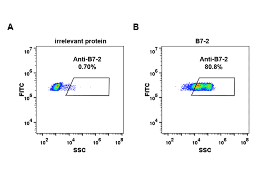 Flow Cytometry - Anti-CD86 Antibody [DM86] - Azide free (A318621) - Antibodies.com