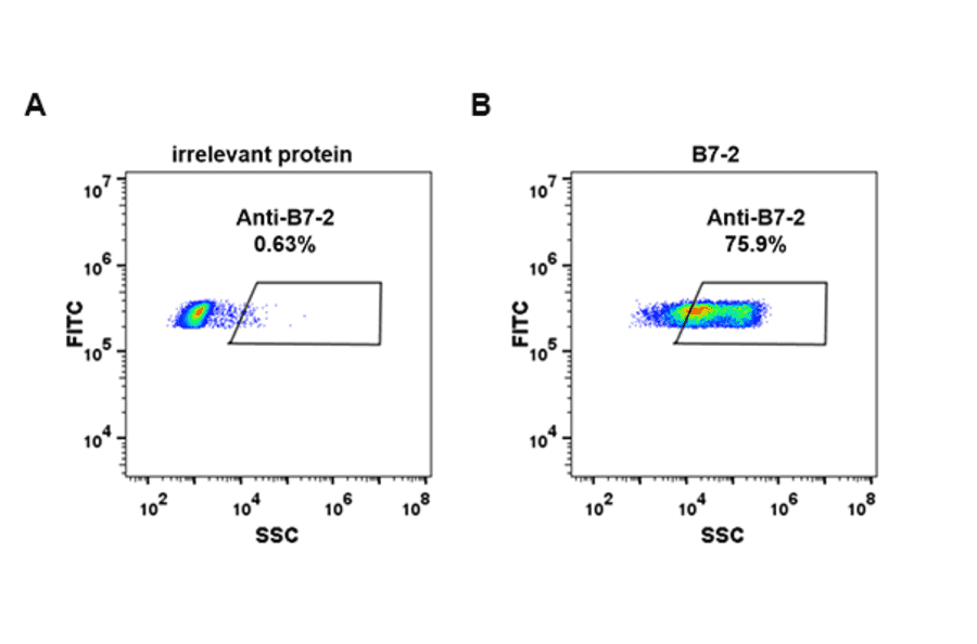 Flow Cytometry - Anti-CD86 Antibody [DM85] - Azide free (A318622) - Antibodies.com