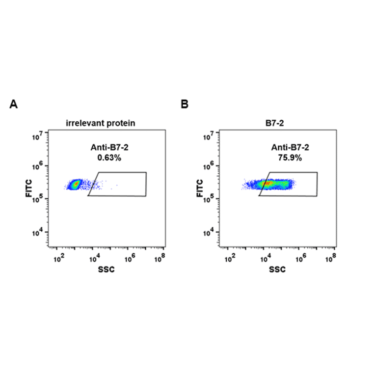 Flow Cytometry - Anti-CD86 Antibody [DM85] - Azide free (A318622) - Antibodies.com