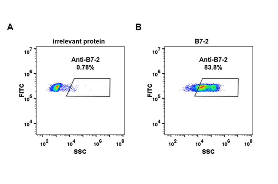 Flow Cytometry - Anti-CD86 Antibody [DM84] - Azide free (A318623) - Antibodies.com