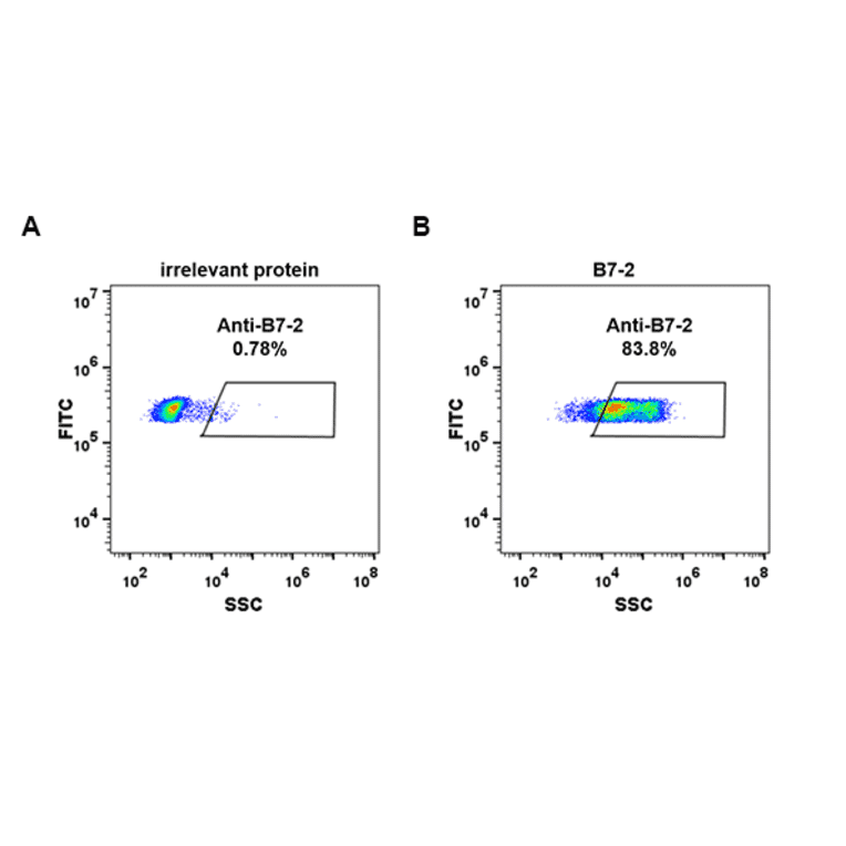 Flow Cytometry - Anti-CD86 Antibody [DM84] - Azide free (A318623) - Antibodies.com