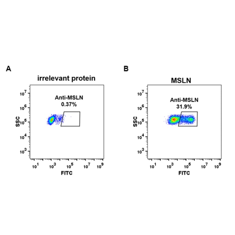 Flow Cytometry - Anti-Mesothelin Antibody [DM72] - BSA and Azide free (A318630) - Antibodies.com