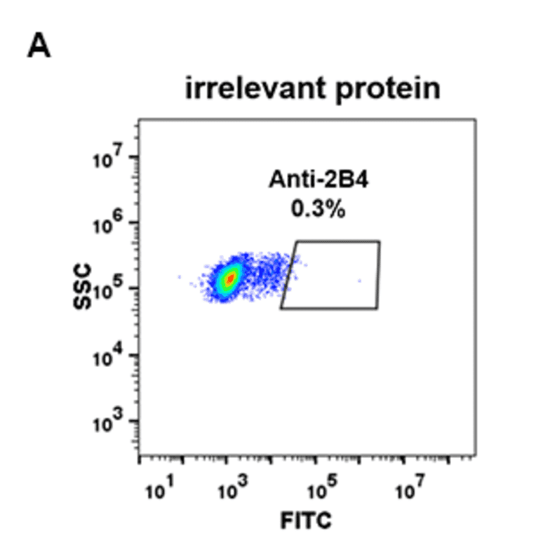Flow Cytometry - Anti-2B4 Antibody [DM69] - BSA and Azide free (A318631) - Antibodies.com