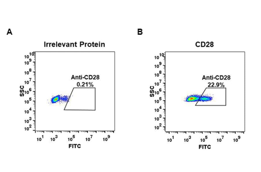 Flow Cytometry - Anti-CD28 Antibody [DM63] - BSA and Azide free (A318634) - Antibodies.com