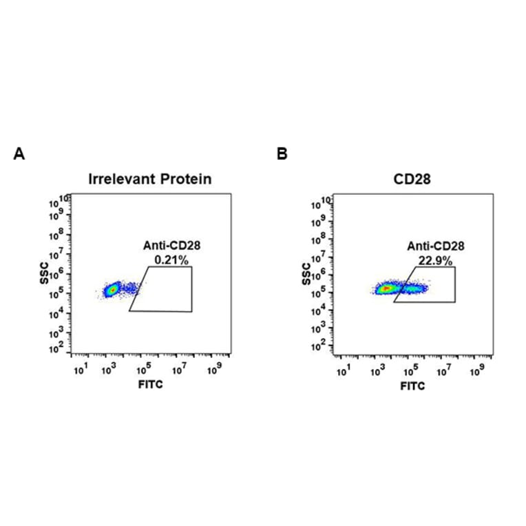 Flow Cytometry - Anti-CD28 Antibody [DM63] - BSA and Azide free (A318634) - Antibodies.com