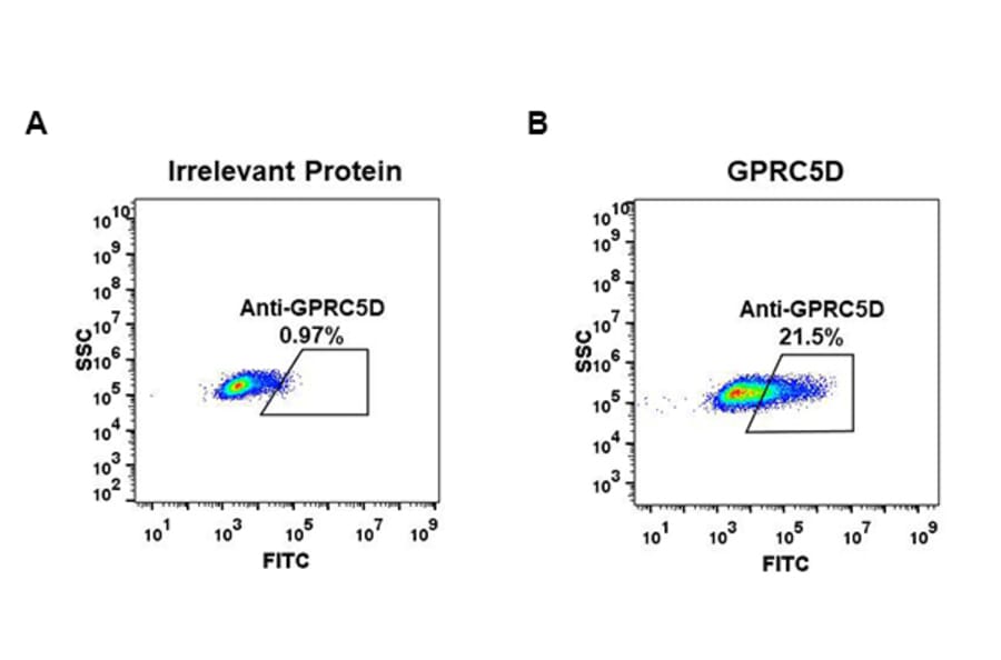 Flow Cytometry - Anti-GPCR GPRC5D Antibody [DM61] - BSA and Azide free (A318636) - Antibodies.com