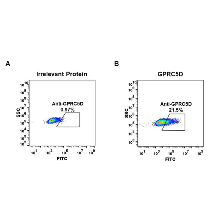 Flow Cytometry - Anti-GPCR GPRC5D Antibody [DM61] - BSA and Azide free (A318636) - Antibodies.com