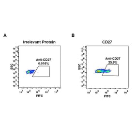 Flow Cytometry - Anti-CD27 Antibody [DM59] - BSA and Azide free (A318638) - Antibodies.com