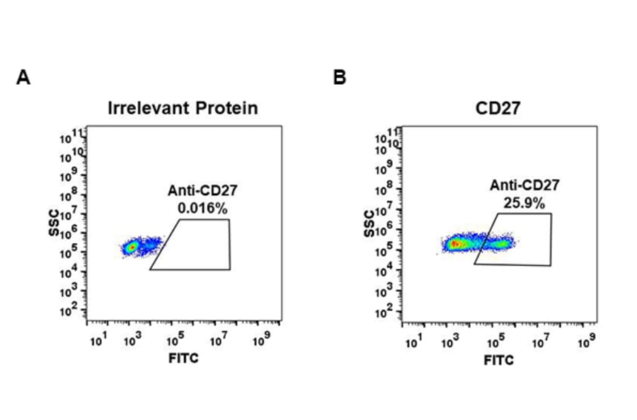 Flow Cytometry - Anti-CD27 Antibody [DM59] - BSA and Azide free (A318638) - Antibodies.com