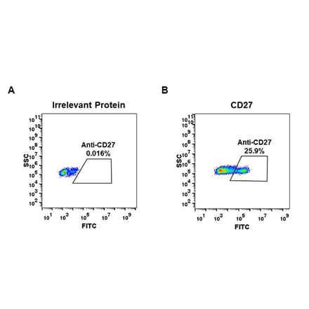 Flow Cytometry - Anti-CD27 Antibody [DM59] - BSA and Azide free (A318638) - Antibodies.com
