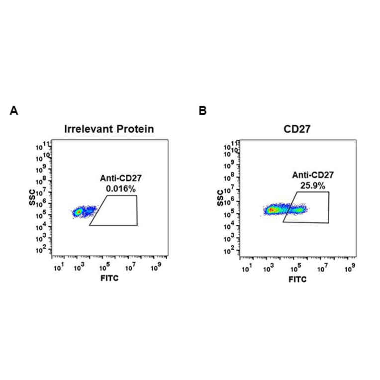 Flow Cytometry - Anti-CD27 Antibody [DM59] - BSA and Azide free (A318638) - Antibodies.com