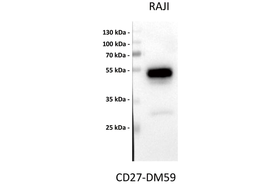 Western Blot - Anti-CD27 Antibody [DM59] - BSA and Azide free (A318638) - Antibodies.com