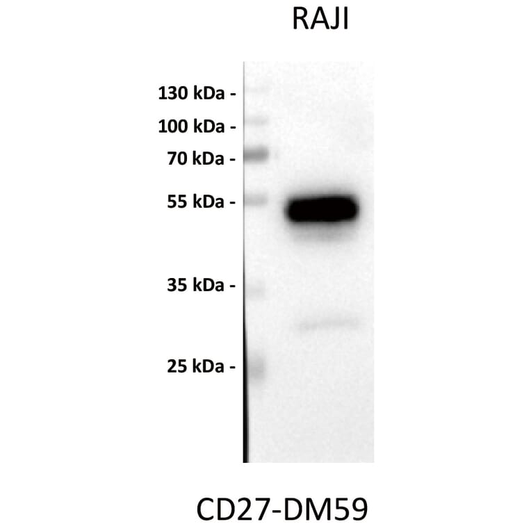 Western Blot - Anti-CD27 Antibody [DM59] - BSA and Azide free (A318638) - Antibodies.com
