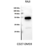 Western Blot - Anti-CD27 Antibody [DM59] - BSA and Azide free (A318638) - Antibodies.com