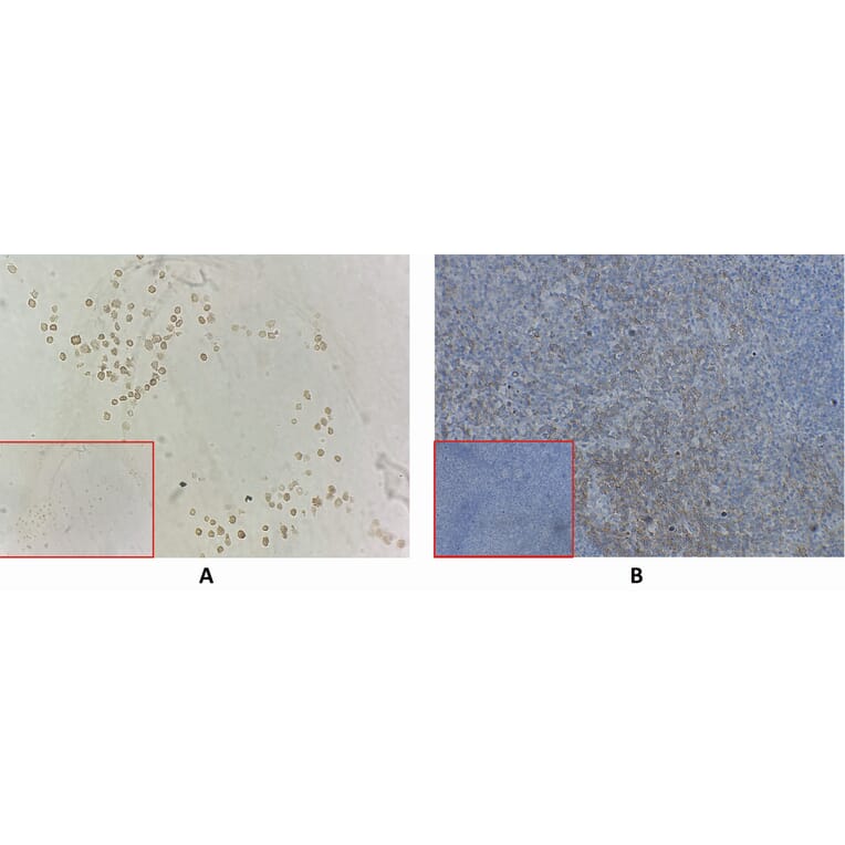 Immunohistochemistry - Anti-CD27 Antibody [DM59] - BSA and Azide free (A318638) - Antibodies.com