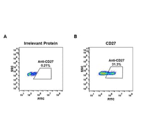 Flow Cytometry - Anti-CD27 Antibody [DM58] - BSA and Azide free (A318639) - Antibodies.com