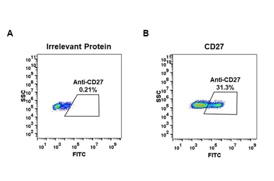 Flow Cytometry - Anti-CD27 Antibody [DM58] - BSA and Azide free (A318639) - Antibodies.com