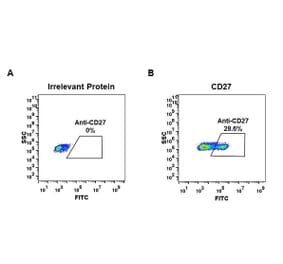 Flow Cytometry - Anti-CD27 Antibody [DM57] - BSA and Azide free (A318640) - Antibodies.com