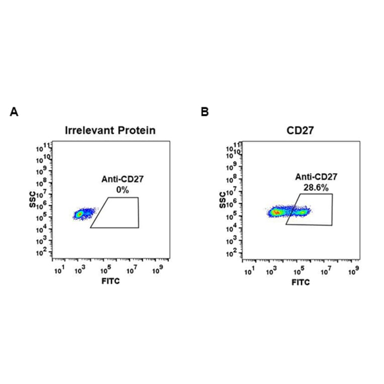 Flow Cytometry - Anti-CD27 Antibody [DM57] - BSA and Azide free (A318640) - Antibodies.com
