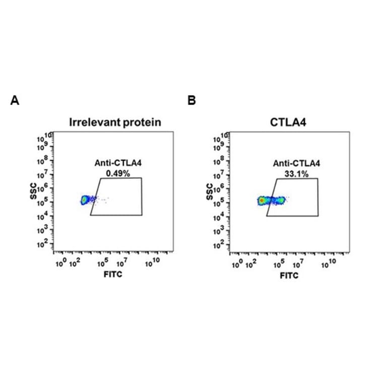 Flow Cytometry - Anti-CTLA4 Antibody [DM51] - Azide free (A318645) - Antibodies.com