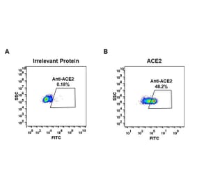 Flow Cytometry - Anti-ACE2 Antibody [DM48] - Azide free (A318647) - Antibodies.com