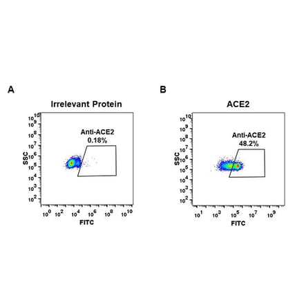 Flow Cytometry - Anti-ACE2 Antibody [DM48] - BSA and Azide free (A318647) - Antibodies.com