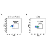 Flow Cytometry - Anti-ACE2 Antibody [DM48] - BSA and Azide free (A318647) - Antibodies.com