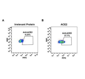 Flow Cytometry - Anti-ACE2 Antibody [DM47] - Azide free (A318648) - Antibodies.com