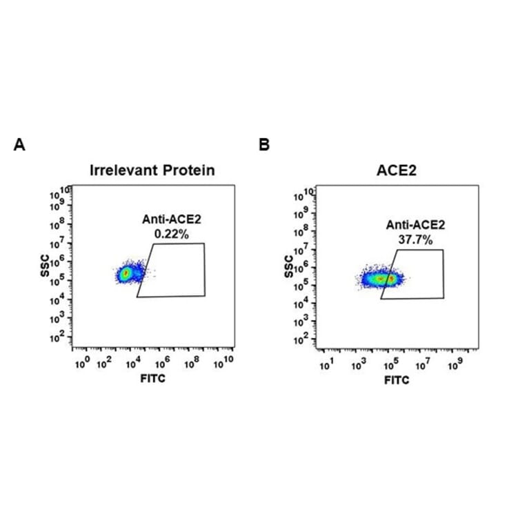 Flow Cytometry - Anti-ACE2 Antibody [DM47] - Azide free (A318648) - Antibodies.com