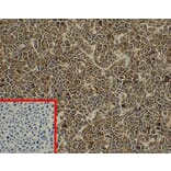 Immunohistochemistry - Anti-Syndecan-1 Antibody [DM45] - BSA and Azide free (A318650) - Antibodies.com