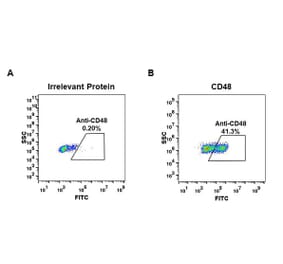 Flow Cytometry - Anti-CD48 Antibody [DM43] - BSA and Azide free (A318652) - Antibodies.com
