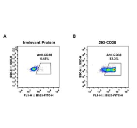 Flow Cytometry - Anti-CD38 Antibody [DM30] - BSA and Azide free (A318663) - Antibodies.com