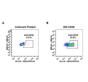 Flow Cytometry - Anti-CD38 Antibody [DM29] - BSA and Azide free (A318664) - Antibodies.com