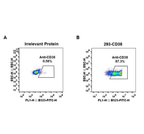 Flow Cytometry - Anti-CD38 Antibody [DM28] - BSA and Azide free (A318665) - Antibodies.com
