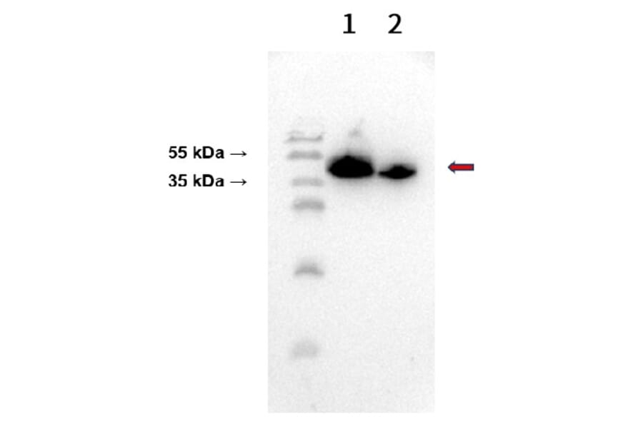 Western Blot - Anti-CD38 Antibody [DM28] - BSA and Azide free (A318665) - Antibodies.com